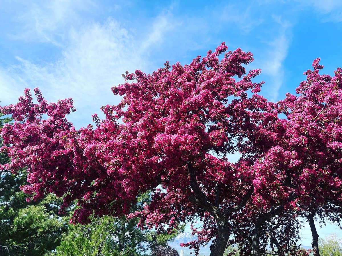 ToddKunzTV's tweet photo. A blooming, beautiful day!
#blossoms #treesblooming #flowersblooming #trees #flowers #spring #springtime #springisblooming #springblossoms https://t.co/ehuDQD2Q7N