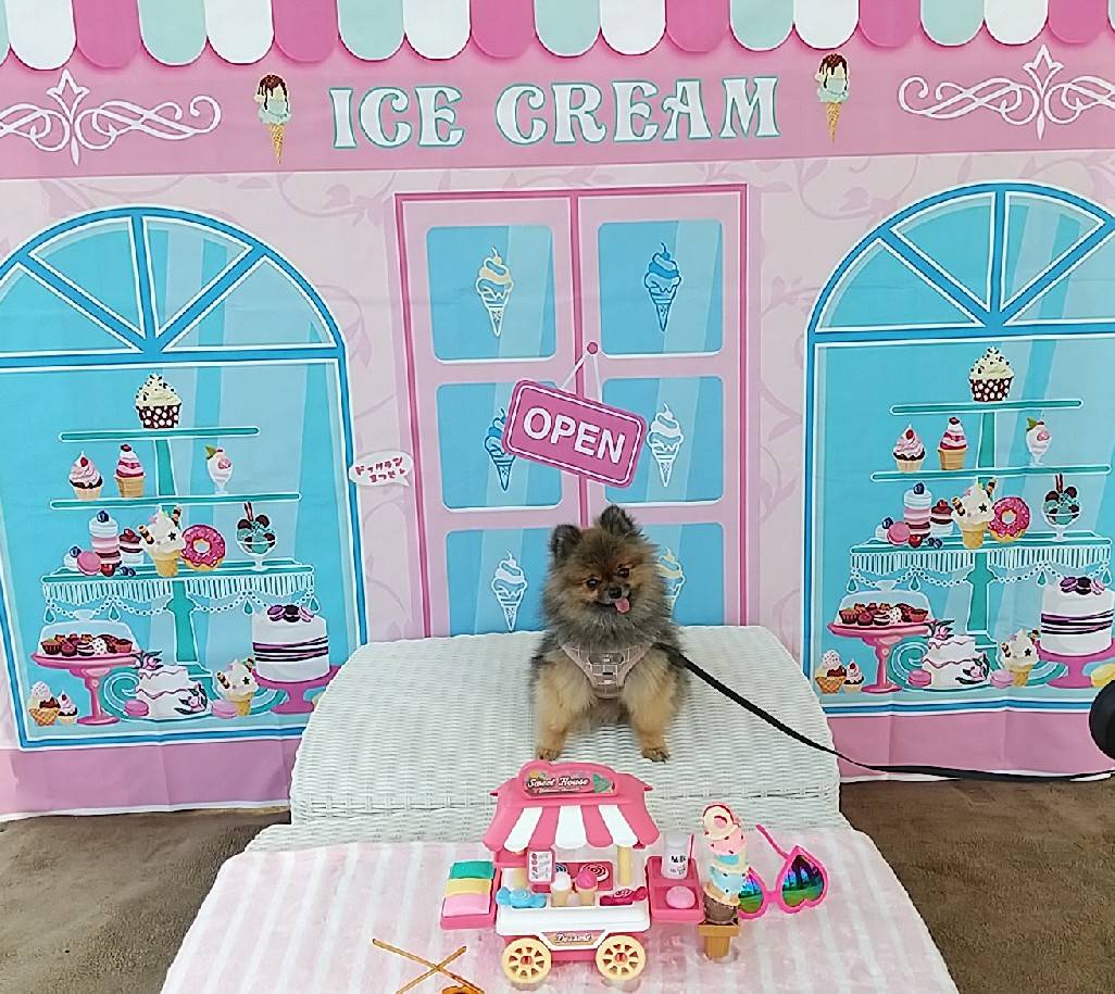 ドッグラン松戸 Twitter Search Twitter