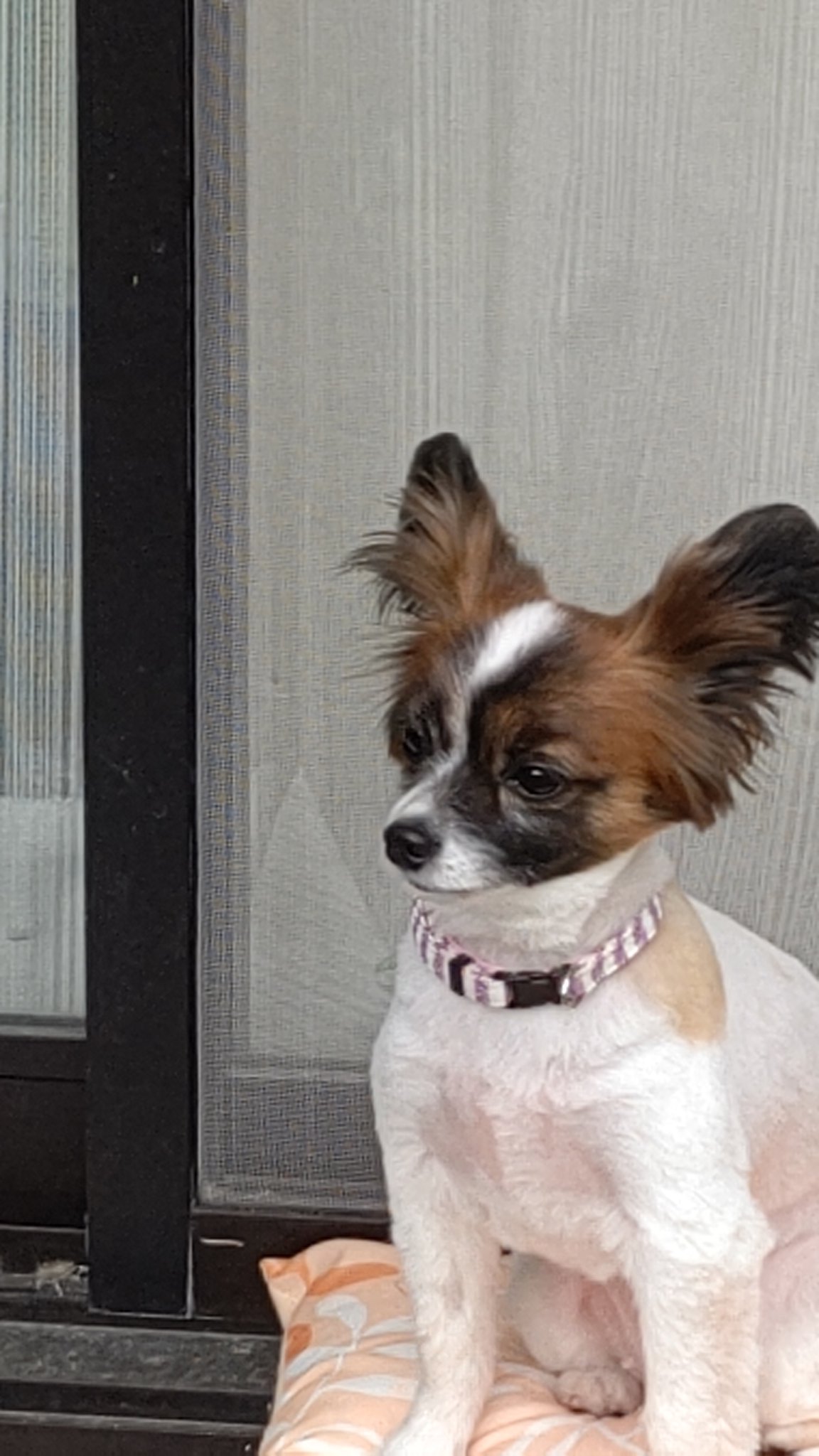 資本主義の犬 トリミング後 パピヨン 犬 犬好きな人と繋がりたい いぬのいる暮らし いぬ パピヨン犬 小型犬 T Co Ptkuxn02ik Twitter