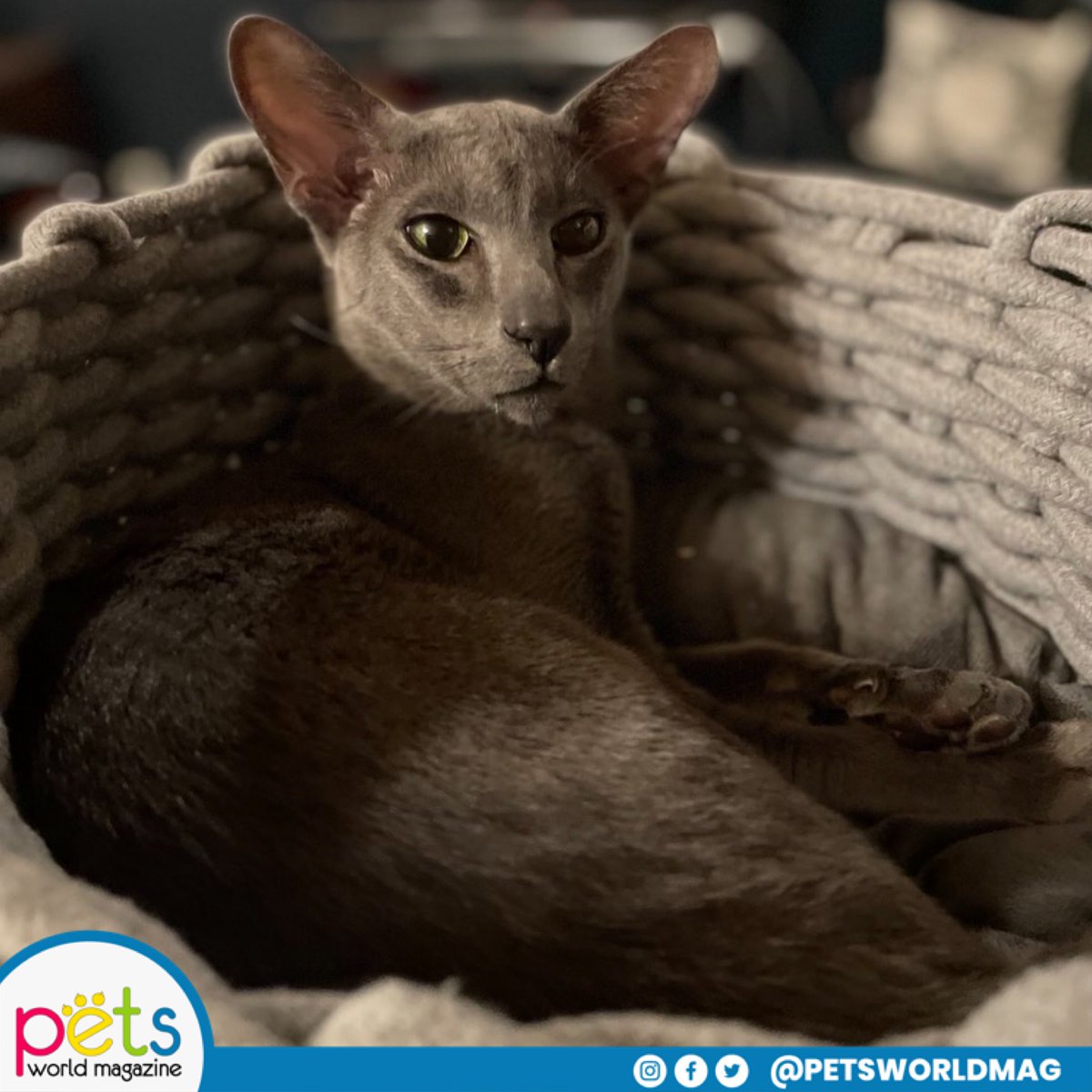 PetsWorldMag's tweet photo. Buenas noches 🌙
#PetsWorldMagazine #RevistaDeMascotas #Mascotas #PetsMagazine #PetLover https://t.co/j8hrWVHqDX