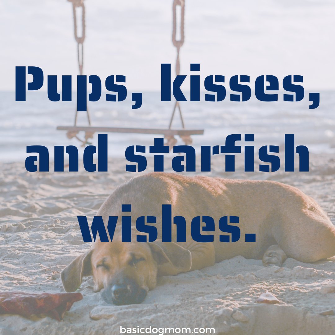 Basic_Dog_Mom's tweet photo. If you need to reach me or my pup, call us on our shell.

https://t.co/Yjq42AM5El

#basicdogmom #dogmomquotes #dogmom #dogbeachquotes #dogs #cutedogquotes #dogcaptions https://t.co/G52l1Ms5Mi