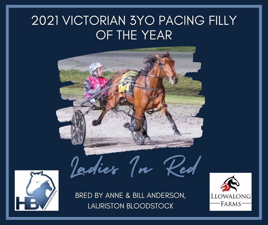 HarnessBreeders's tweet photo. Congratulations to Anne &amp; Bill Anderson of Lauriston Bloodstock, breeders of LADIES IN RED (#MachThree x Kabbalah Karen B x #WesternTerror) - our 2021 @EquineRivers Llowalong Farms Victorian 3YO Pacing Filly of the Year.
.
.
@TheTrotsComAu 
@AsbaAust 
.
#PaysToBeVicbred https://t.co/2L8mWYf0H1