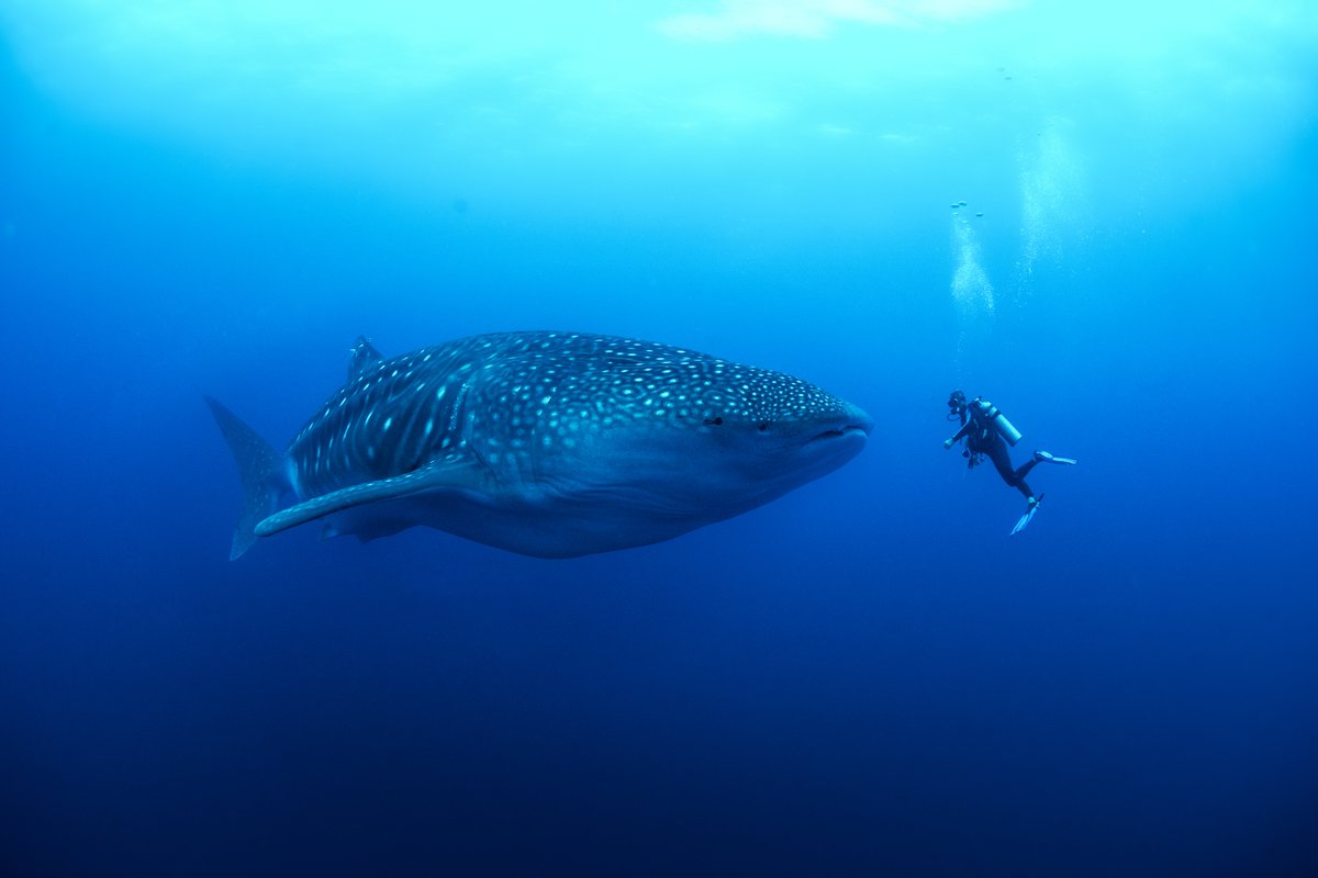 simonpierce's tweet photo. Some travel / fieldwork is finally back on the agenda! I'll be hosting a dive liveaboard for Galapagos Shark Diving in July – anyone want to come? Excellent chance of giant whale sharks &amp; schooling hammerheads 😃
https://t.co/5QZxckfNdU https://t.co/ftQpGQytCz