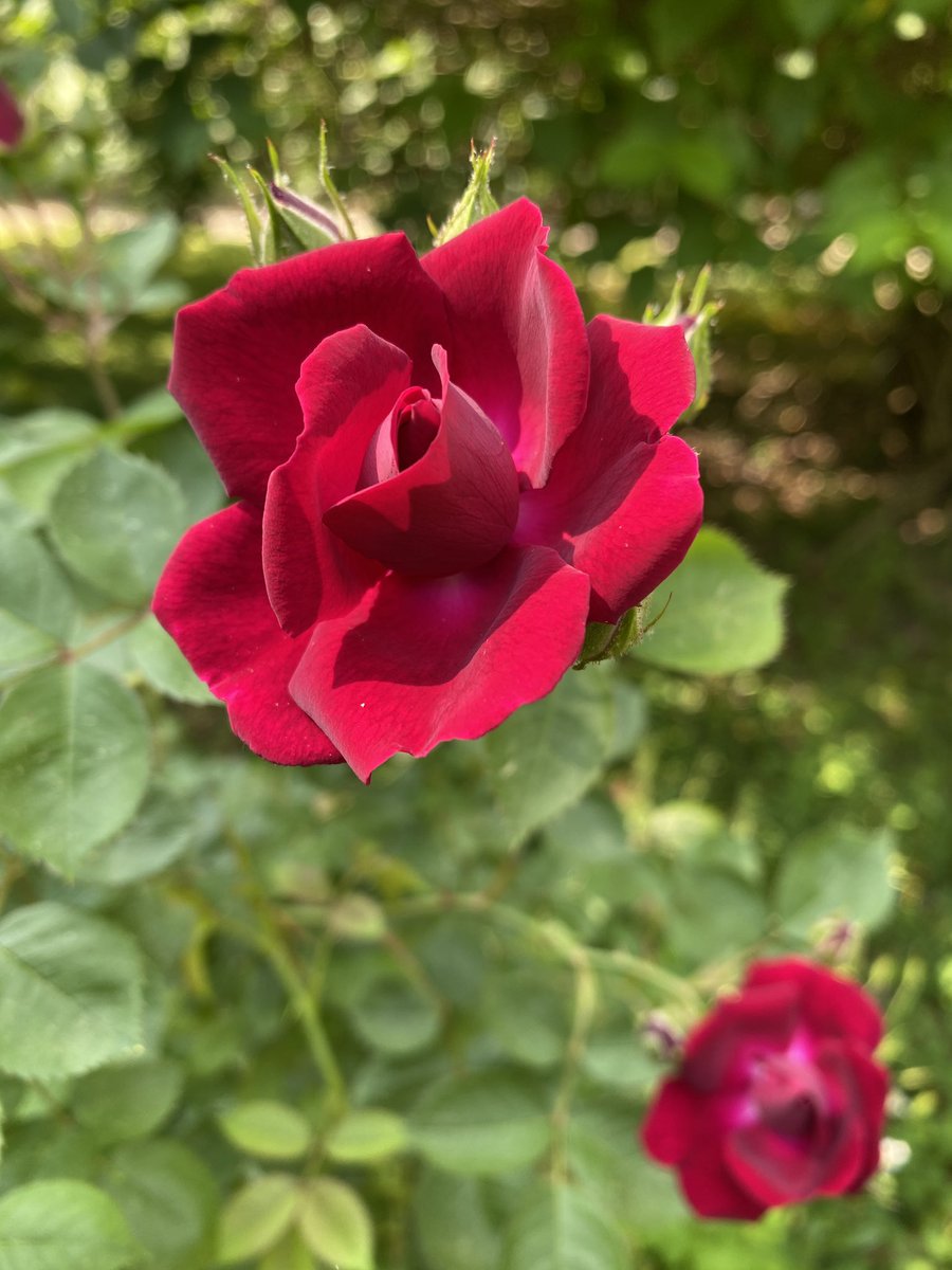 Crimson_Blood_7's tweet photo. #rose #bloom https://t.co/xd0GKItopZ