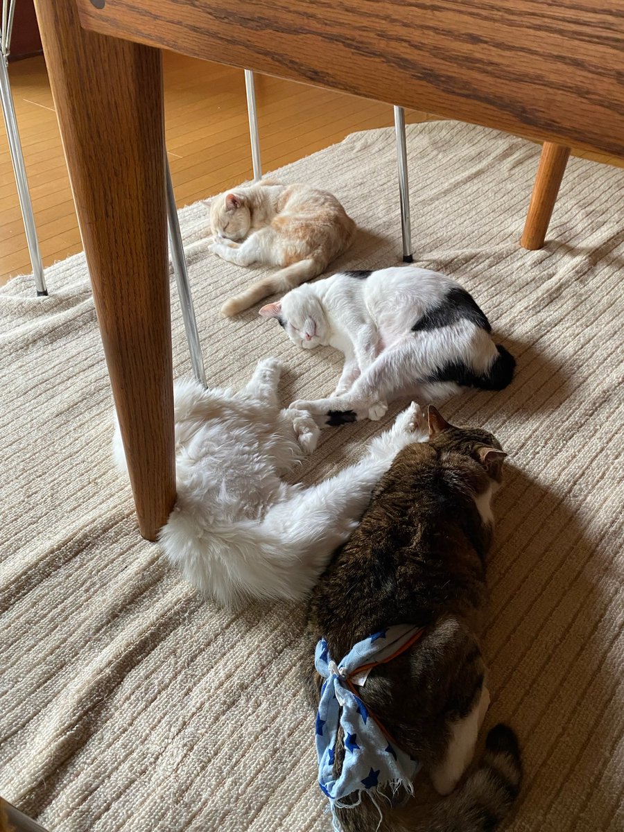 shechannyanko's tweet photo. うちの猫らは、ホントに仲良しさん😼😽our cat “pack” are bonded so well 🐱 https://t.co/eBotfrQRg3