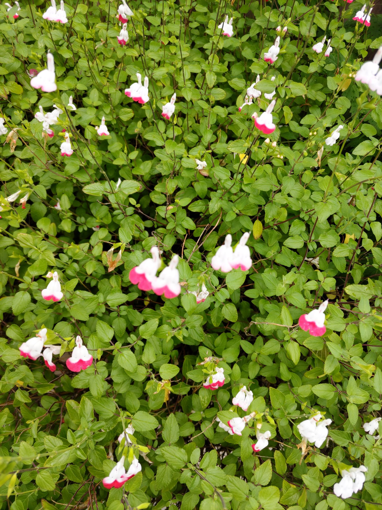 この花の名前を教えてください Twitter Search Twitter