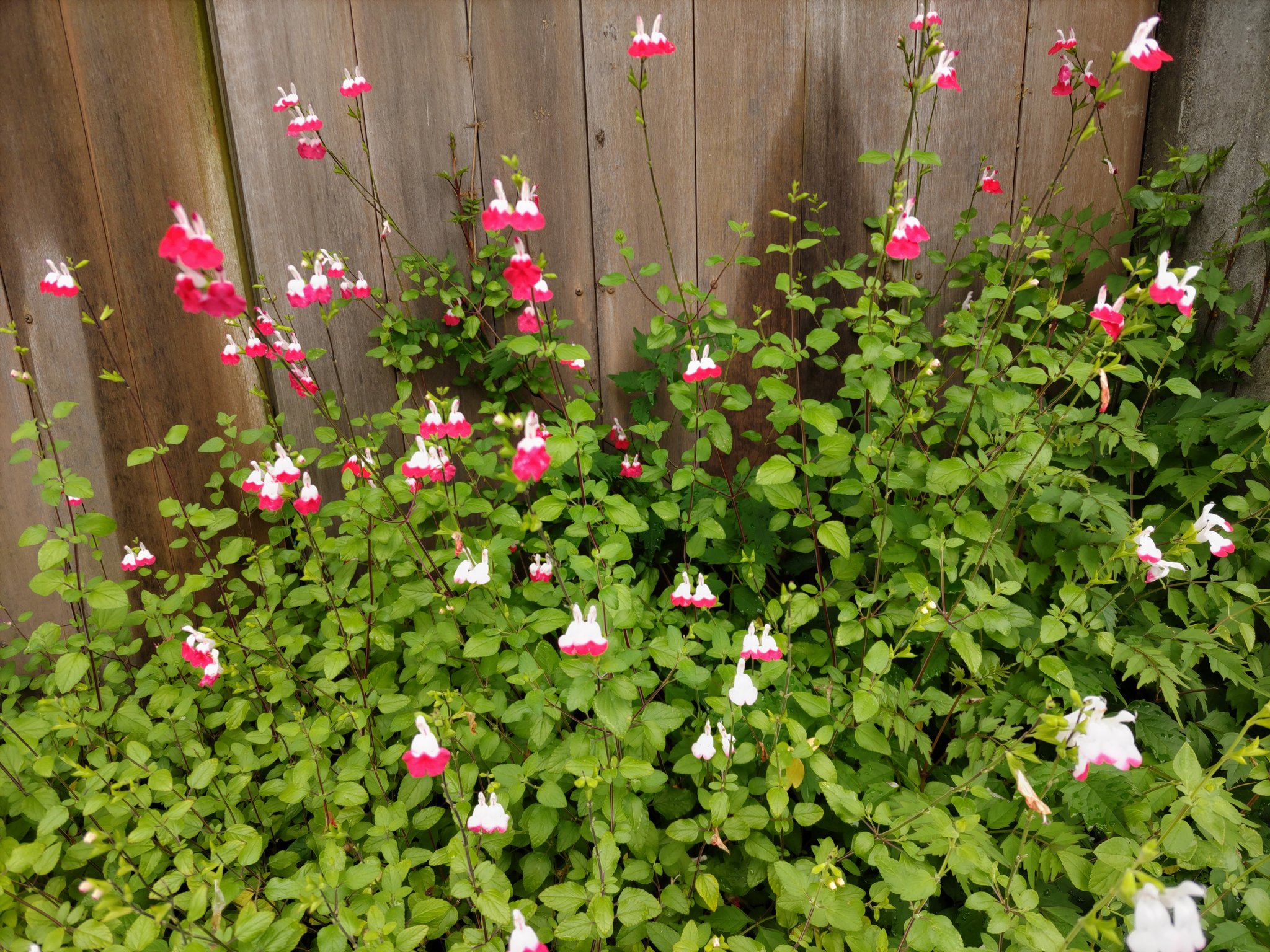 この花の名前を教えてください Twitter Search Twitter