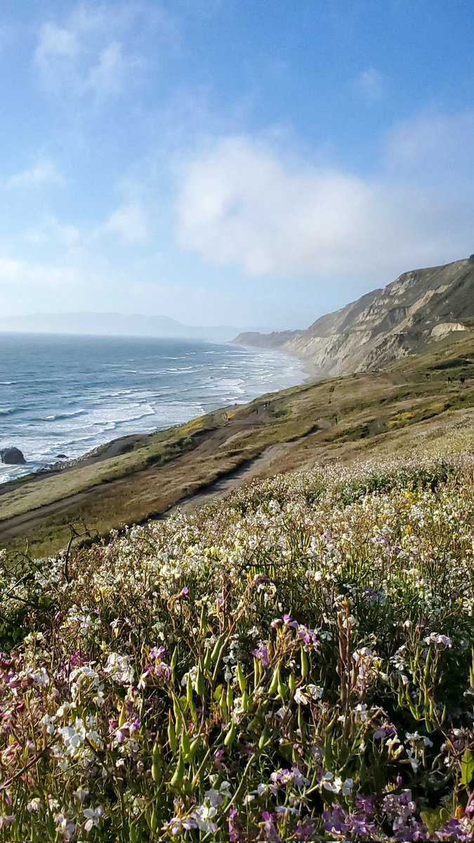 coastpac2's tweet image. #nature #naturebeauty #wildflowers #colors #beach #cliff #spring #cloud #sky #photo #photography