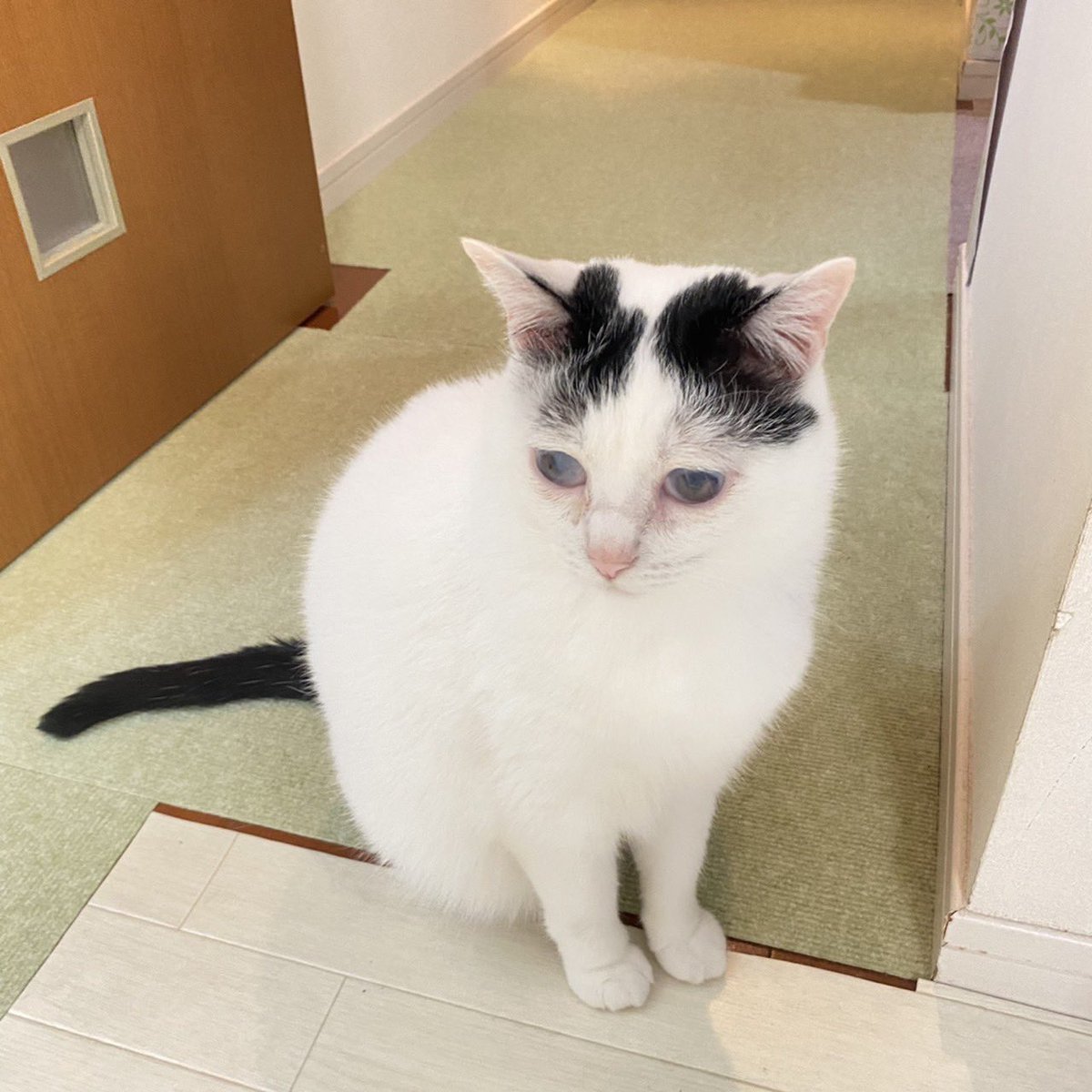 Olafree14's tweet photo. りりは今日も元気です♪
#猫のいる暮らし #cats https://t.co/VrZ0cdtnA0