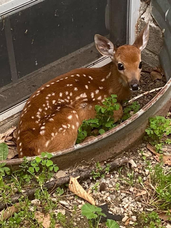 DeerHourly (@deerhourly) on Twitter photo 