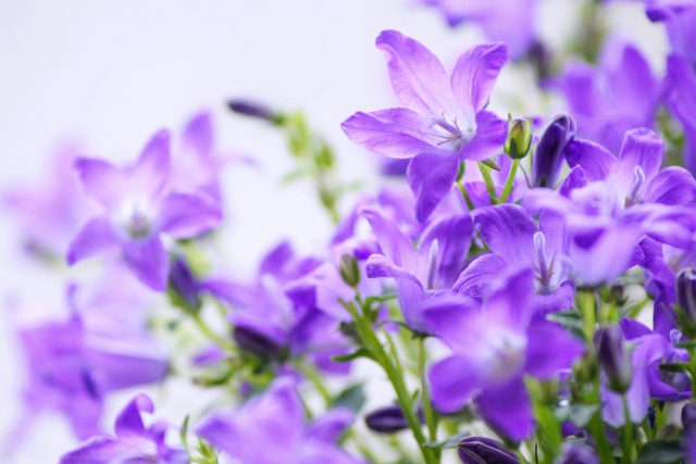 花葬儀 5月15日の誕生花 カンパニュラ 透明感のある青系統や白 紫色の花がとてもさわやかです 花葬儀 Bellflower 誠実さ Photoac T Co Oqbyoffbdr T Co Vmo3lhpue6 Twitter