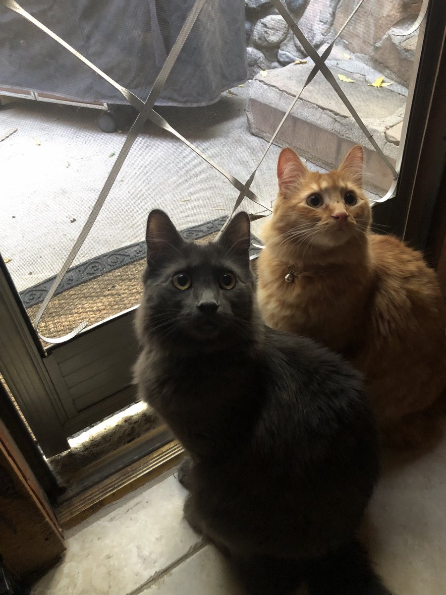 DJWfilmmusic's tweet photo. It’s our first birthday AND it’s #Caturday?! How awesome!

Happy birthday, Binx and Punkin! We love you guys so much! #Cats #CatsOfTwitter #CatsOnTwitter https://t.co/mVUz8PO2k3
