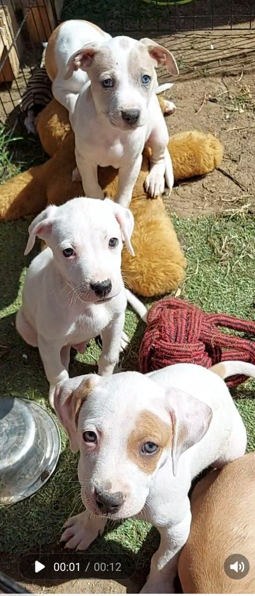 Please retweet us, we're looking for our forever home, pssst those little people are our very very favourite 😊 #ilovemydog #dogs #cute #dogsoftwitter #puppies #family 
<a href="/sueismymum/">Ronnie Rose, Georgie & 🌈MaggieDaAngelHarris</a> <a href="/KairoKingg/">Kairo King 💫</a> <a href="/stace123xx/">ALL ABOUT ACE🐶❤️</a> @