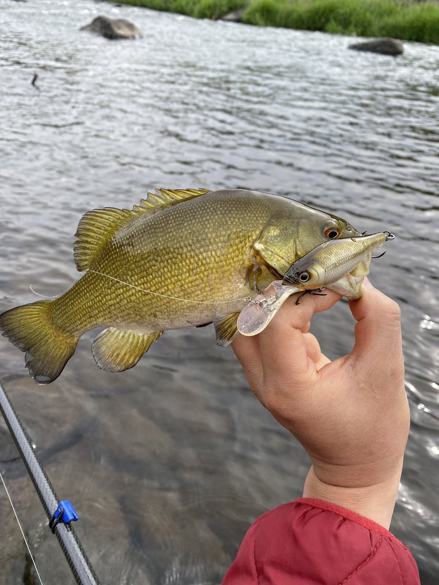 makamocco's tweet photo. 今日は田植え前に一時間。

やる気のある魚は小さくても楽しいです(大きいのが釣れない言い訳)！

#バス釣り
#スモールマウスバス
#メガバス
#DEEPX100 https://t.co/mki0VsdwjR
