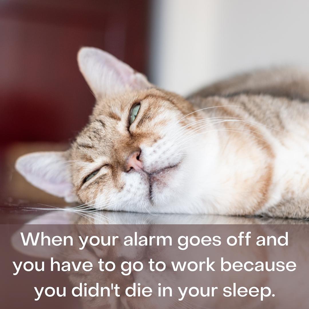 TheCatBall's tweet image. We aren’t judging at all. #CatsofTwittter #SleepyCat #Illsleepwhenimdead