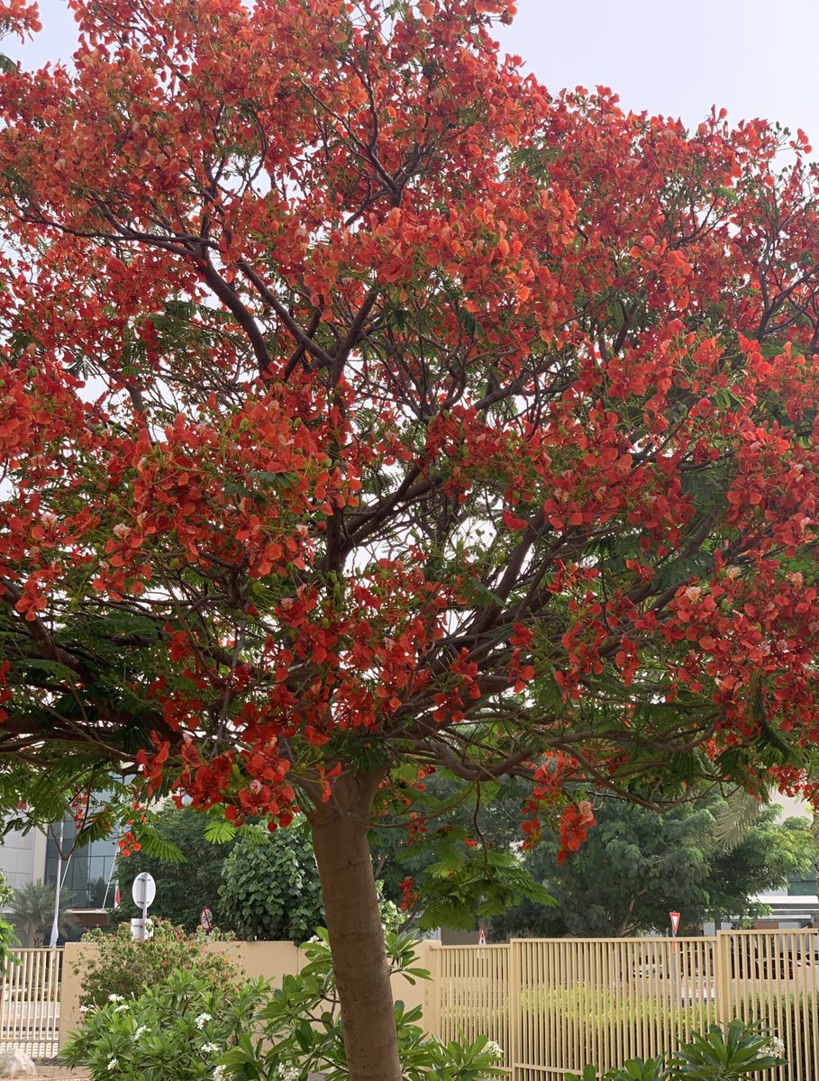 lisafryar's tweet photo. Beautiful flame trees signaling summer is about to start
#Spring #UAE #Flametrees https://t.co/ZH0GtoJ4qD
