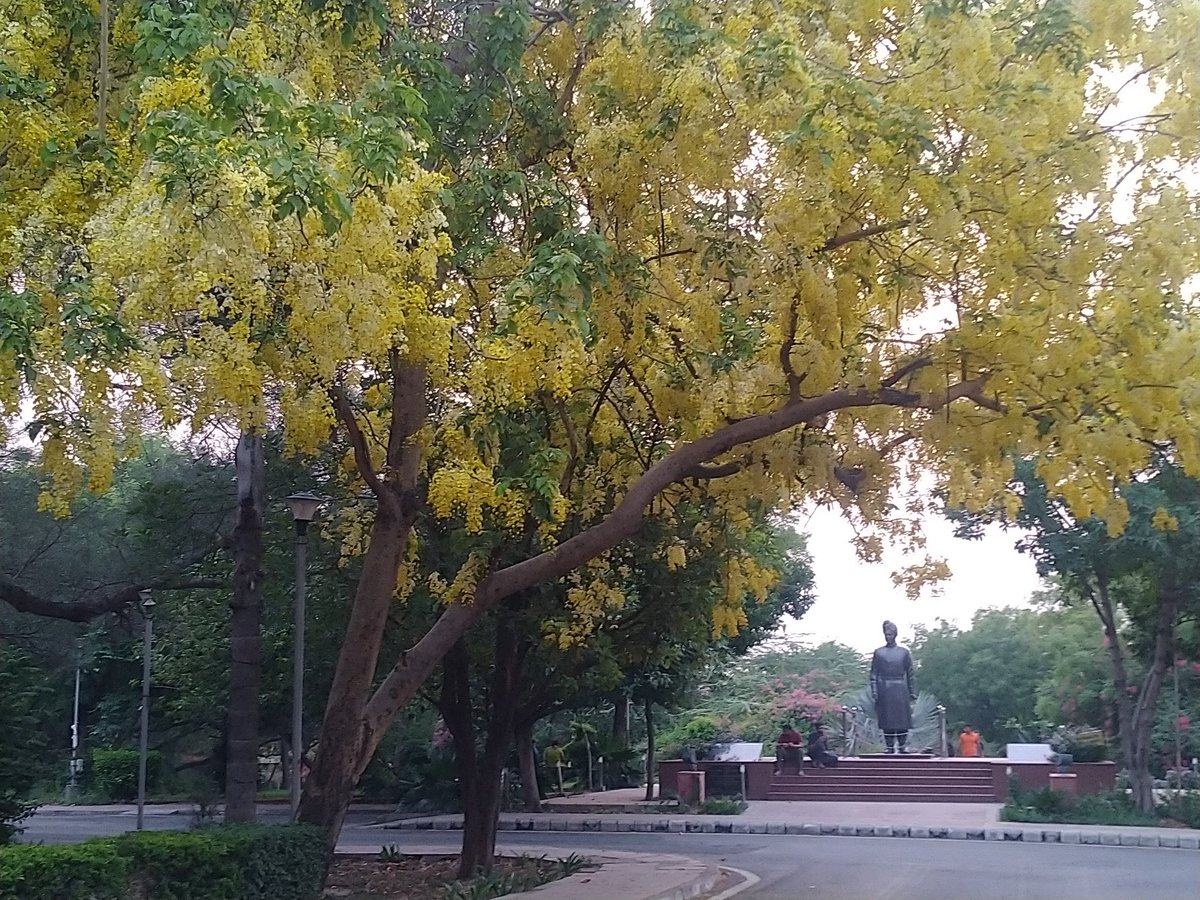 naagaa_outsider's tweet photo. With the fresh batch of Amaltas bloom the JNU campus is ready to welcome the showers of goldenpetals..#coloursofcampus #jnucampus. https://t.co/tIxKwH4Stp