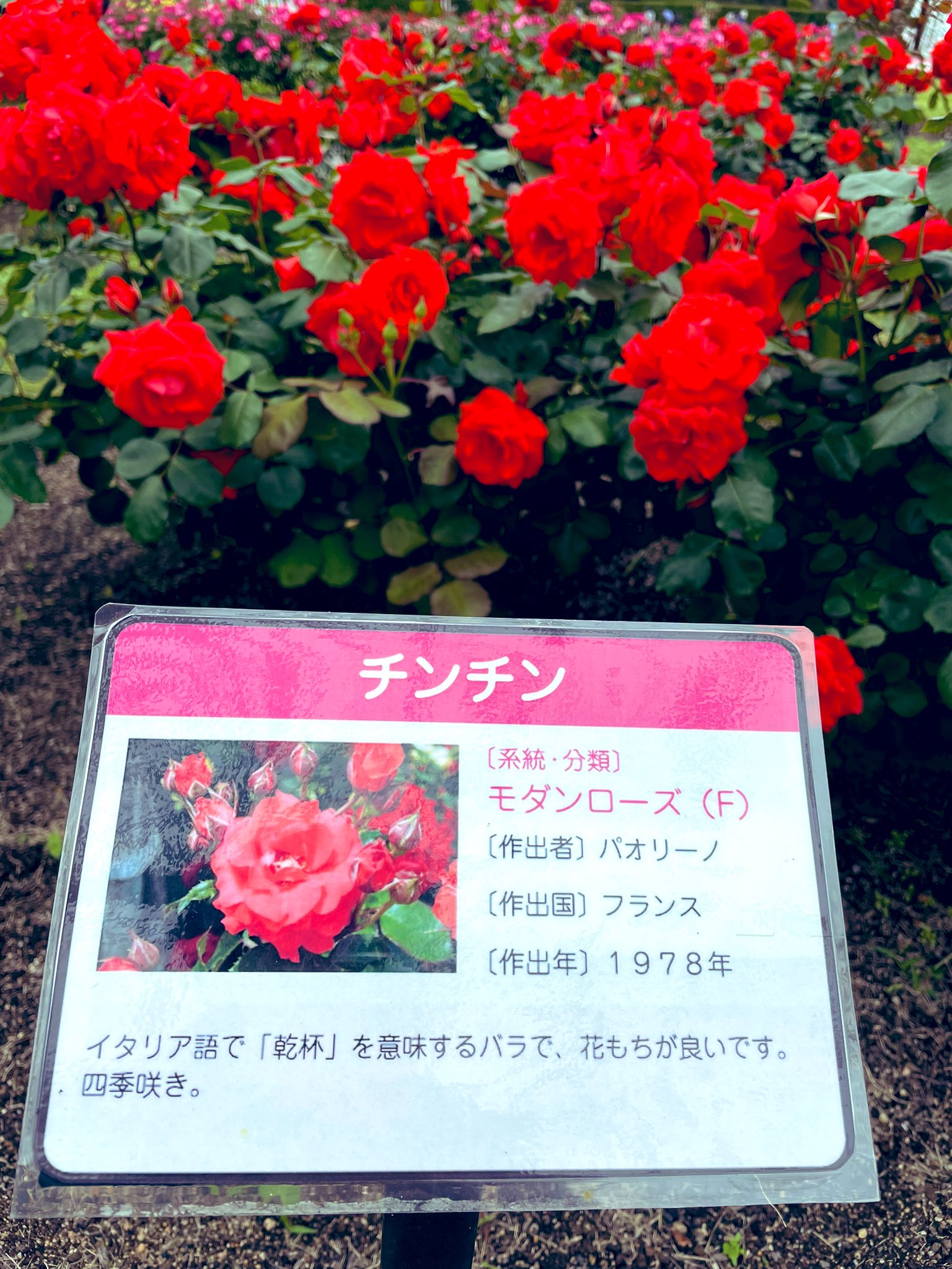 Rose チンチンを見に来ました T Co Gftxams3jl Twitter