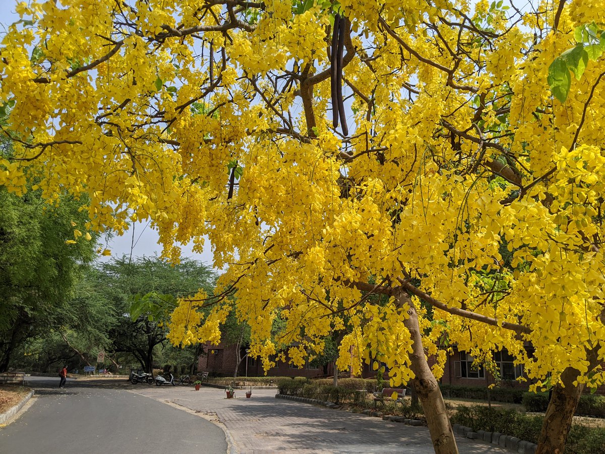 naagaa_outsider's tweet photo. With the fresh batch of Amaltas bloom the JNU campus is ready to welcome the showers of goldenpetals..#coloursofcampus #jnucampus. https://t.co/tIxKwH4Stp