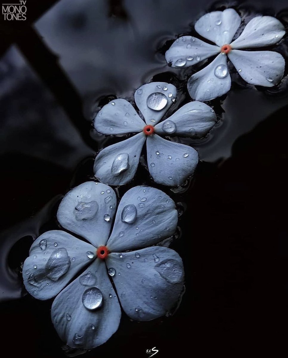 اختيار العقل أكثر صواباً  إلا أنه يصعب التخلي عن ما اختاره القلب .

الحياة قصيرة  فمن الغبن أن نضيّع أعمارنا في اللوم والغضب ممن أساء إلينا والحزن والتحسر على ماضينا والخوف والقلق وكثرة التفكير ممّا وفيما ينتظرنا

رزقنا الله وإياكم جمال الحياة 
وحُسن الرحيل  ..
#لاترحل_بلا_اثر