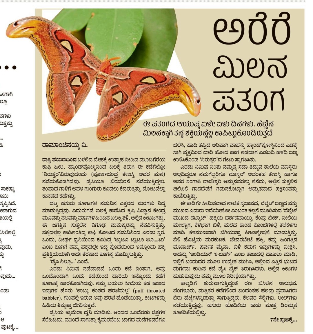 _Nishchita's tweet photo. 'ಅಟ್ಲಾಸ್ ಪತಂಗ' ಮೊದಲೆಲ್ಲಾ ತುಂಬಾ ಕಾಣಿಸಿಕೊಳ್ಳುತ್ತಿದ್ದ ಇವು ಇತ್ತೀಚೆಗೆ ಅಪರ��ಪವಾಗಿವೆ. https://t.co/IOpf7yntd4