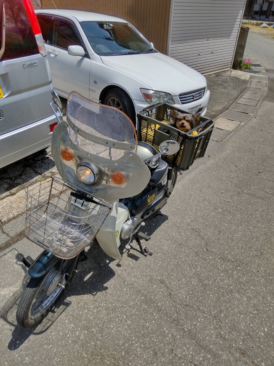 シバタコウ 犬とツーリング出来る幸せ つかの間 スーパーカブ T Co Pkc7hu4ybo Twitter