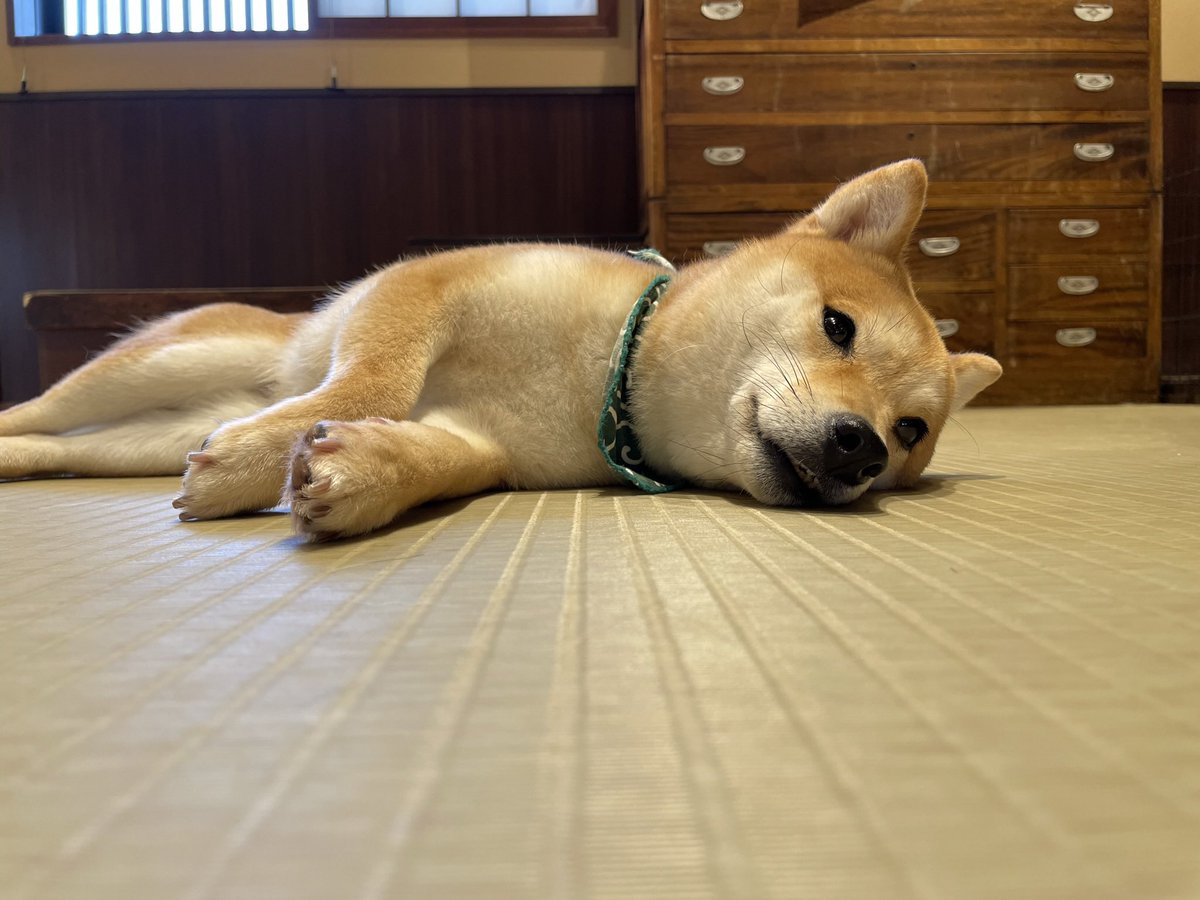 StaffGroup's tweet photo. 天気いいですねー！

こんな日はイヌと一緒にぐだーっとしたい気分です笑笑 https://t.co/CG3QGog6BV