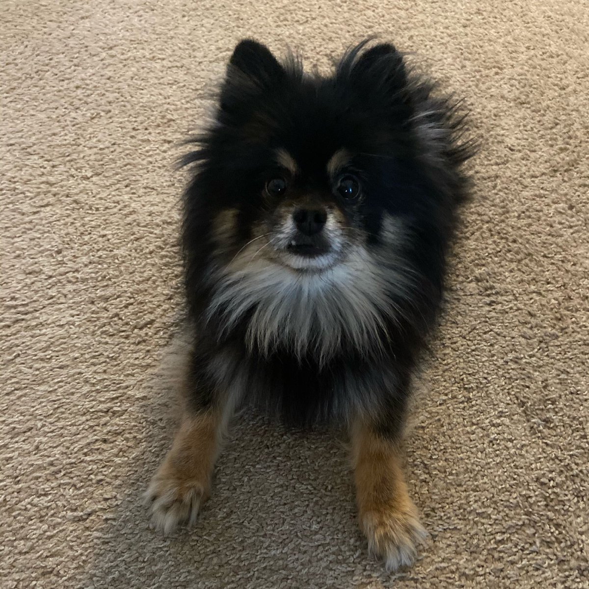 D0gskull's tweet photo. To everyone that has gotten to know and love Rocket I am sorry to tell you that my baby boy had to be put down today after a long battle with liver problems. Thank you to all of you that loved him. As long as you keep him in your hearts he will never truly be gone ❤️🚀 https://t.co/4Gt7VcjbmJ