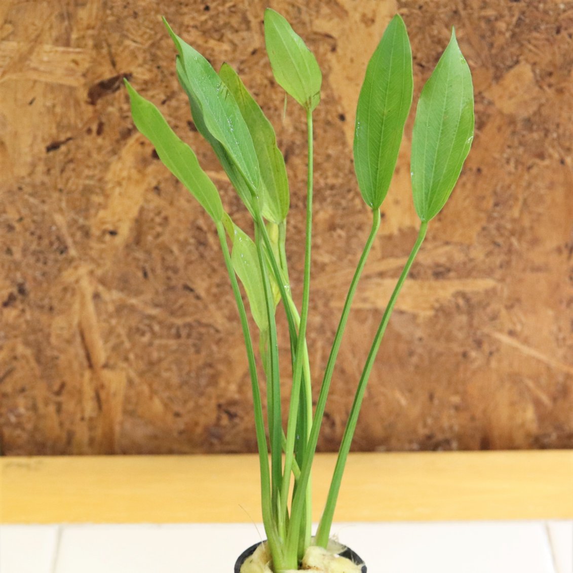 تويتر Waterplantslover على تويتر エキノドルス アルゼンチネンシス Echinodorus Argentinensis スリランカ便 パリフォリウスかと思います 気中の姿かっこいいですよ オープンのエキノパダイス水槽とか 深めのメダカ鉢とか これから いい季節です