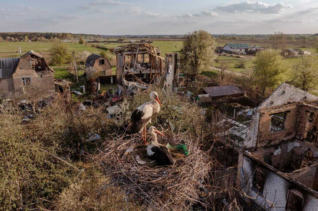 EuromaidanPress's tweet photo. The storks have come home
Village of Moshchun, Kyiv Obl
According to🇺🇦beliefs, the stork protects &amp;helps humans. A house with a stork's nest will live in peace, prosperity&amp;good health. A village with many storks will see a bountiful harvest 

📷Daniel Berehulak
#AzovstalDefenders https://t.co/4KeS5AzUjY