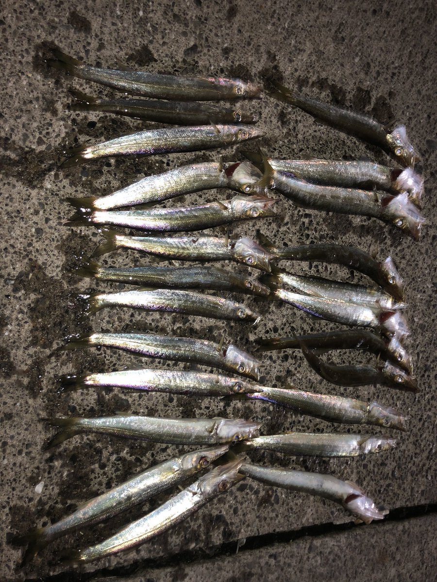 C7Mpj's tweet photo. 勝浦でアジング！、、
カマスが爆釣！笑
3人で分けて、美味しくいただきます。
友達は小さめのショゴ釣ってました！
#勝浦漁港 https://t.co/y5jMdjCykm