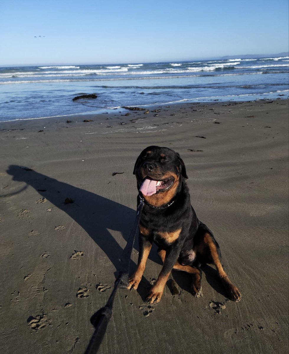 AskSeanIM's tweet photo. My sweet pup going for a walk on a the beach this morning. #love #rotts #morrobay https://t.co/5Xl4iAhSQl