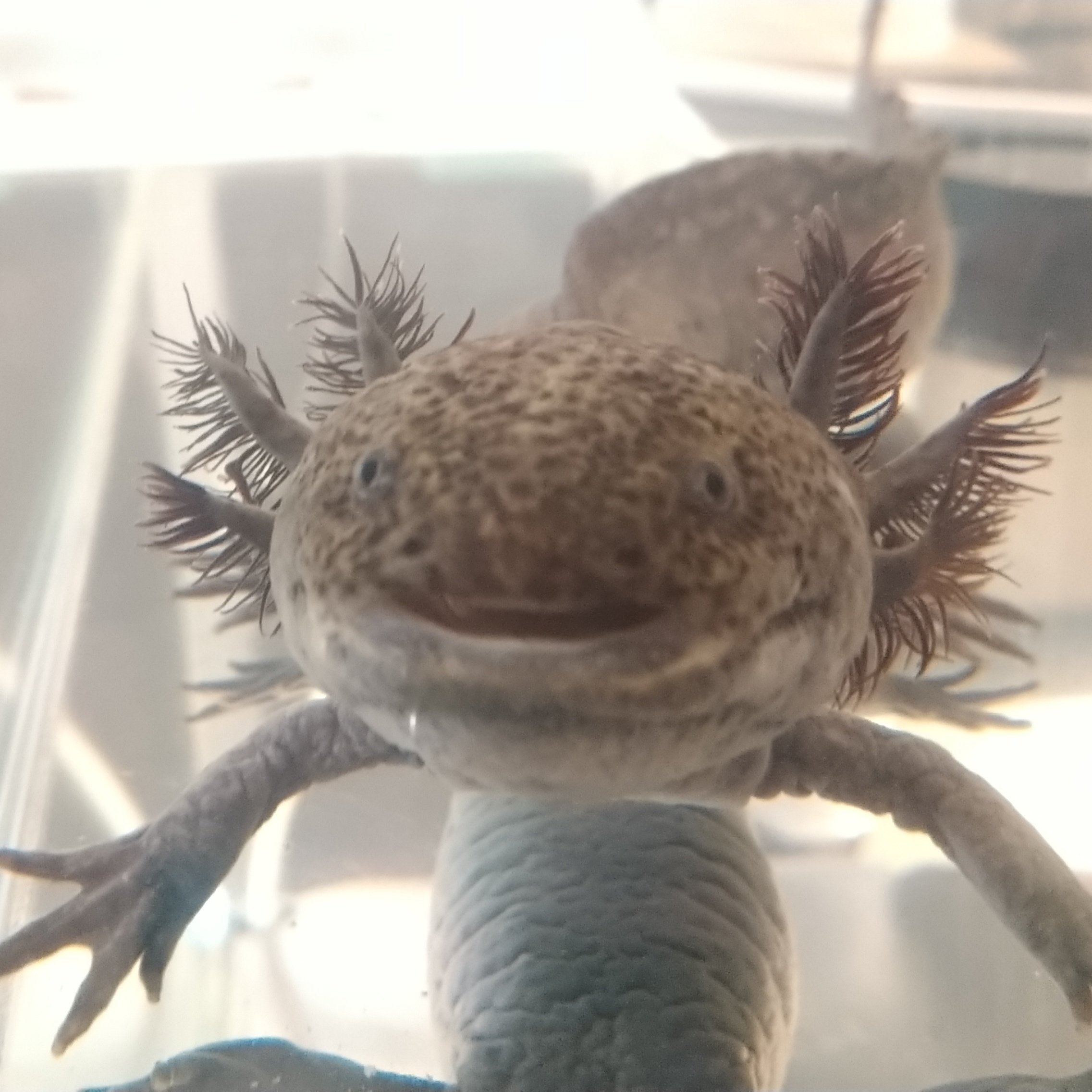 うぱー Kamata Upa Twitter