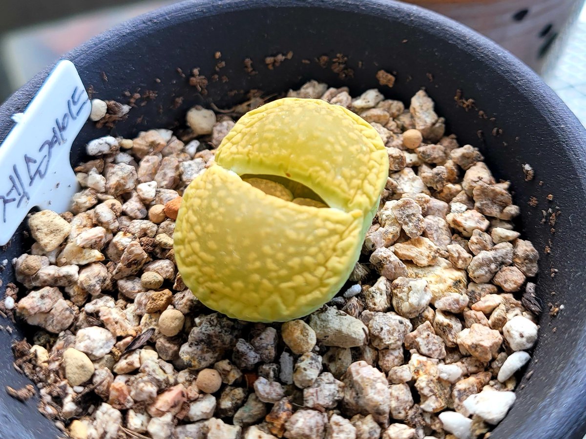 chalchal🌵 tweet media