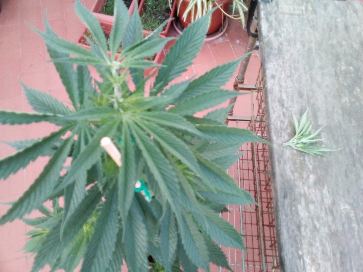 Sin_Pension's tweet photo. Booon dia gent.
Sin desayunar #Apikal a esta #Gelato_X de @sweetseeds_es Korte limpio y desinfektado kon medios naturales(saliva).
Opine antes de akudir a #Misa de 8.
Au https://t.co/A4NHSGo0I0