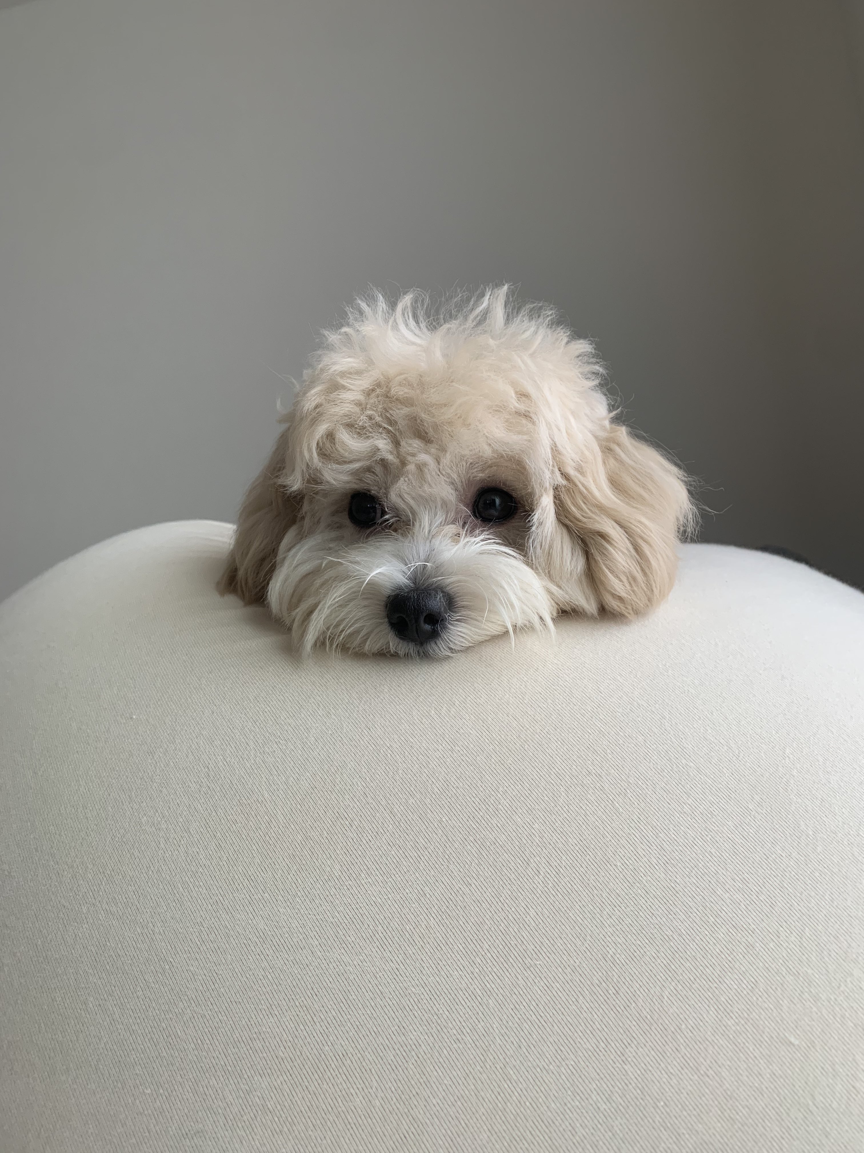 See Uni S Tweet Twitter