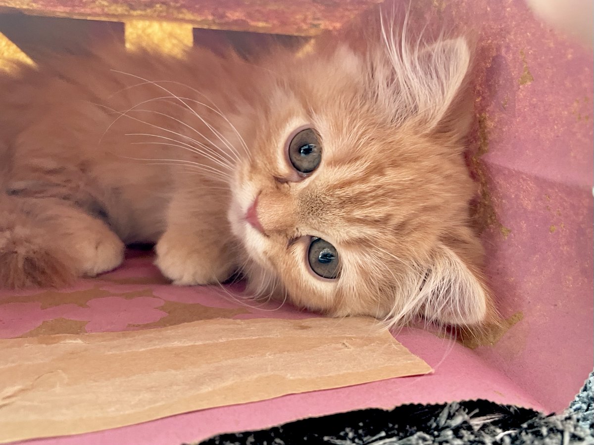 うなねこです マンチカン S Tweet なぜか袋はスタバがだいすき ずっと引きこもってて出てきたかと思ったら 寄り添って寝ました バナナスタバ袋は遊びすぎてくちゃくちゃです 猫 ねこ 猫のいる暮らし 猫好きさんと繋がりたい 子猫 マンチカン 短足