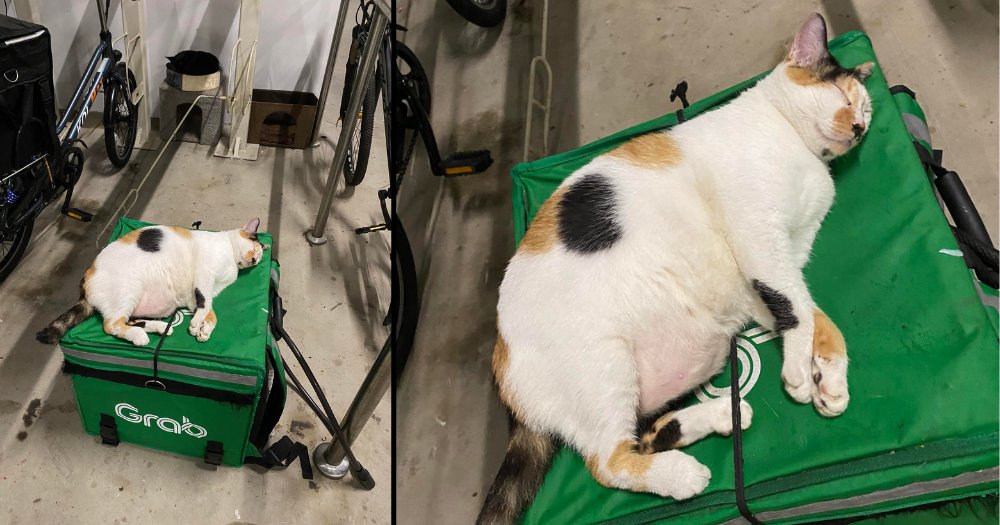 MothershipSG's tweet photo. Chonky community cat in Woodlands ignores cat beds, opts to sleep on food delivery bag https://t.co/cbMZhXeCRM https://t.co/qsEzeIRAN8