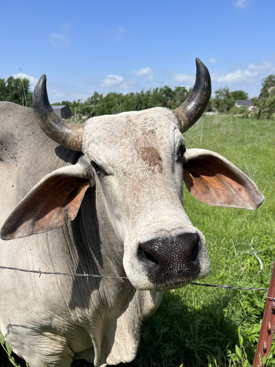 ivynic00's tweet photo. 🐮 https://t.co/4ds4mHdH8x