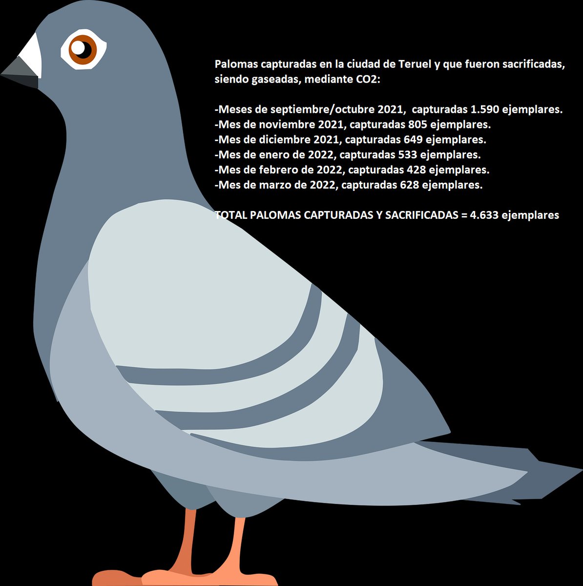 RuizLorente's tweet photo. Ciudad de Teruel:
Palomas capturadas y sacrificadas de septiembre de 2021 a marzo de 2022 = 4.633 ejemplares.
#Teruel #AyuntamientoTeruel #EmmaBuj #joseluistoran https://t.co/SKTcEEd5qy