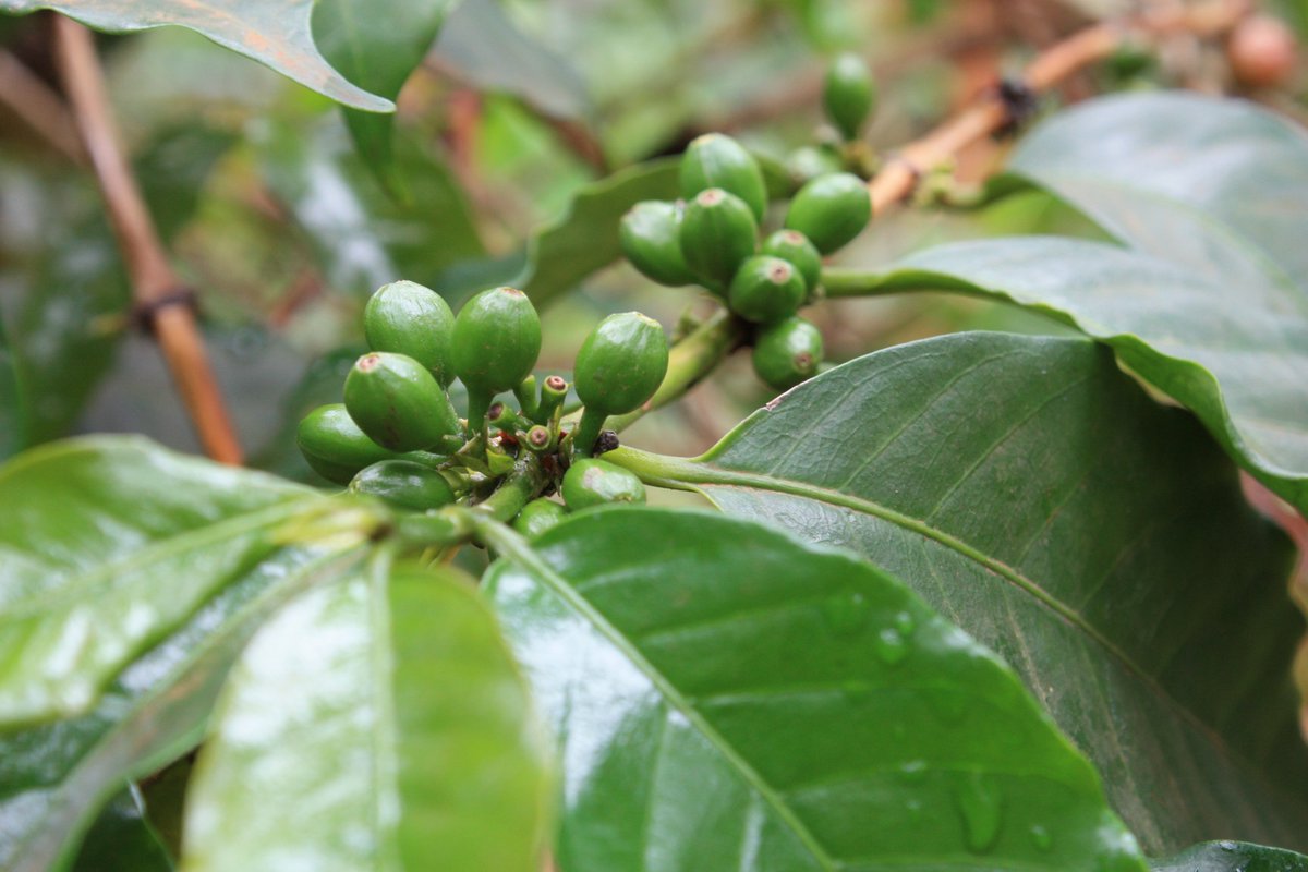 MkuuTourism's tweet photo. Did you know that around 30-40% of the world’s population consume coffee every day?  Welcome to our village nestled on the slopes of Mount Kilimanjaro and learn how traditional we process coffee farm to cup experience.
https://t.co/w2Jak0aQu1 https://t.co/SQSPvBluz3