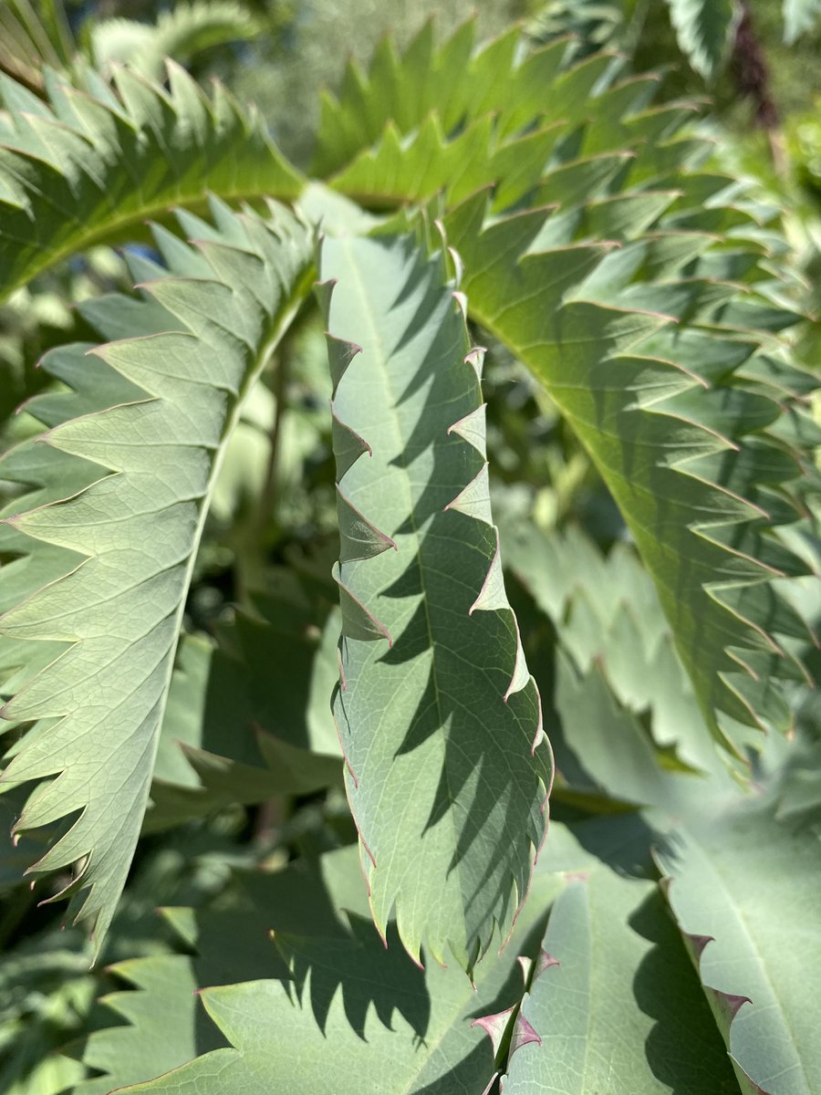 It’s a delight to play with the maritime tones and honey sweet fragrance of Melianthus in the @RNLI garden at Chelsea #RNLIatChelsea #ProjectGivingBack #RHSChelsea