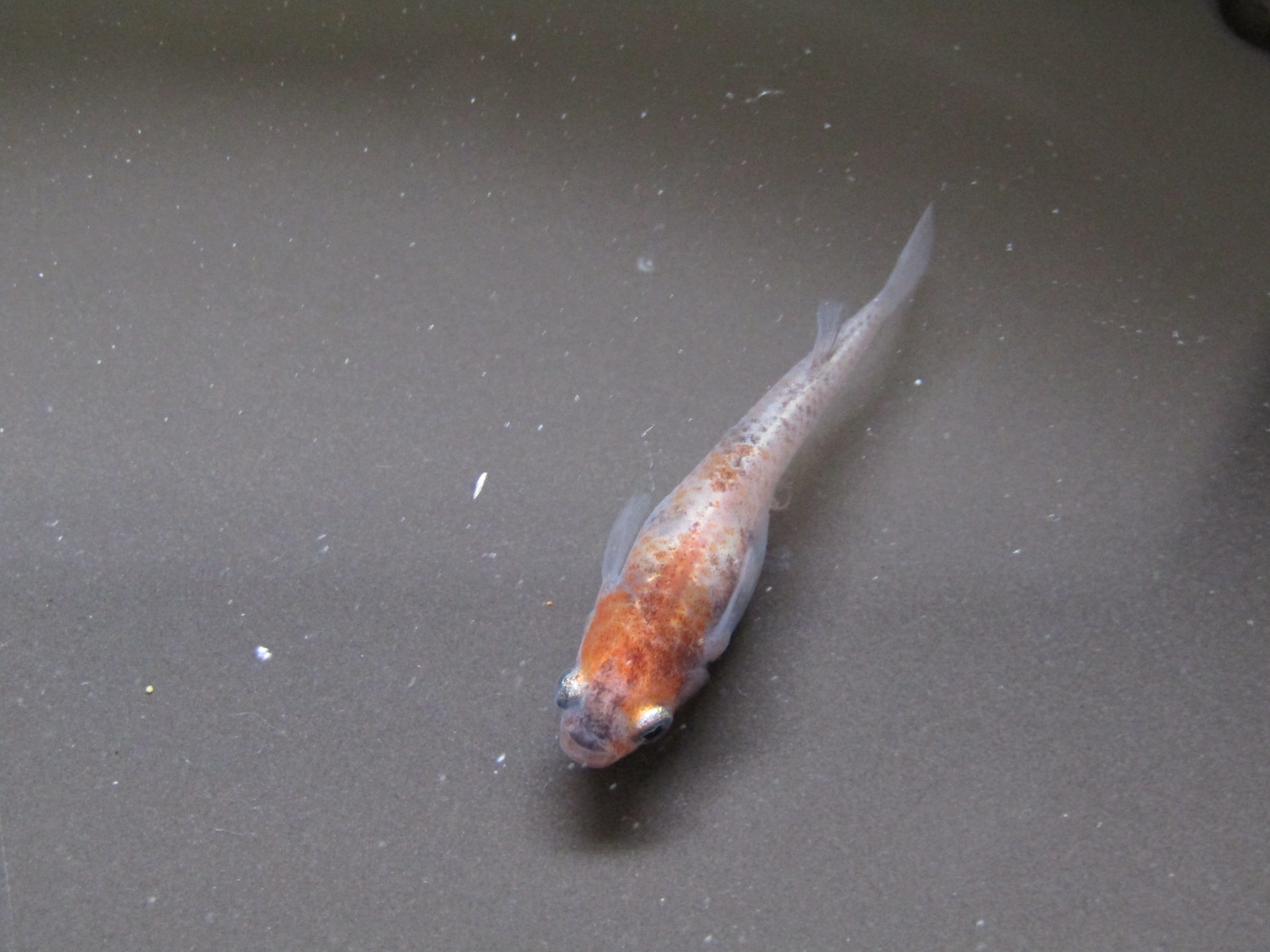 雲州3色メダカ Twitter Search Twitter