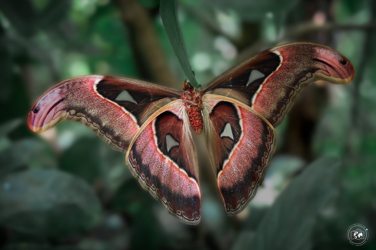 Beautiful butterflies from Shmetterlingshaus in #InselMainau . Wish I had more time for Macro Photography, such a wonderful micro-world!