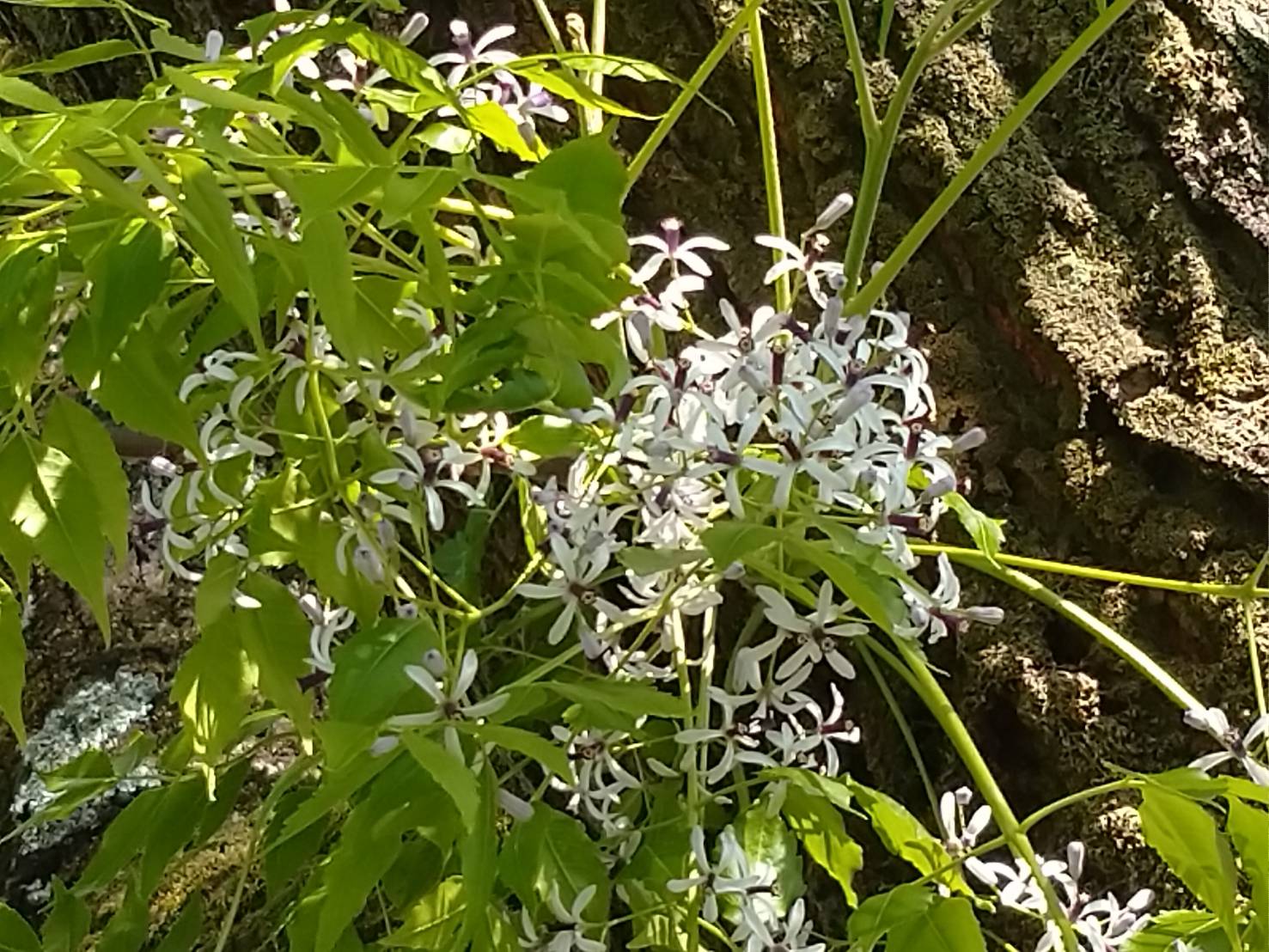 تويتر 花や自然 園芸 趣味 على تويتر お疲れさまでした 公園に センダン 栴檀 の花が満開でした センダンの花は甘くバニラのような香りがします 薬用植物として知られていて 葉は虫よけに役立ち 果実はしもやけに効果的です 花言葉は 意見の相違 花弁の表と تويتر 花や自然 園芸 趣味 على تويتر お疲れさまでした 公園に センダン 栴檀 の花が満開でした センダンの花は甘くバニラのような香りがします 薬用植物として知られていて 葉は虫よけに役立ち 果実はしもやけに効果的です 花言葉は 意見の相違 花弁の表と