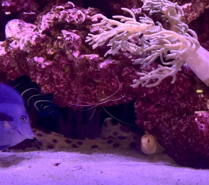 My shark, eel, shrimp, tang and angel fish are all cuddling rn🥹 https://t.co/ZNUSYq1v8j