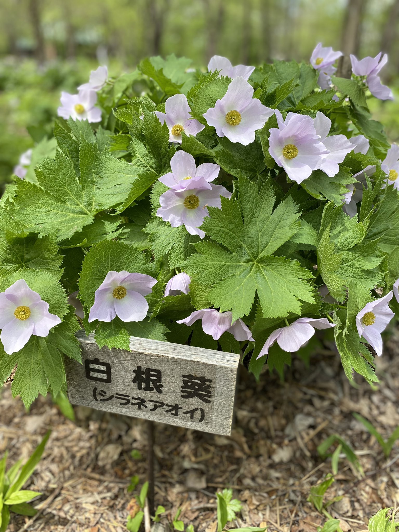 ポロシリ Twitter Search Twitter