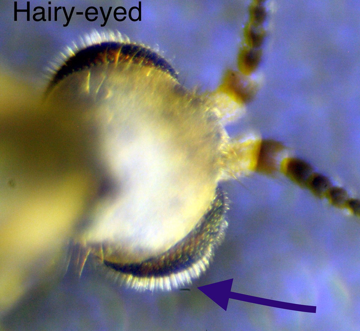 Happy #WorldCraneFliesDay to everyone!!!