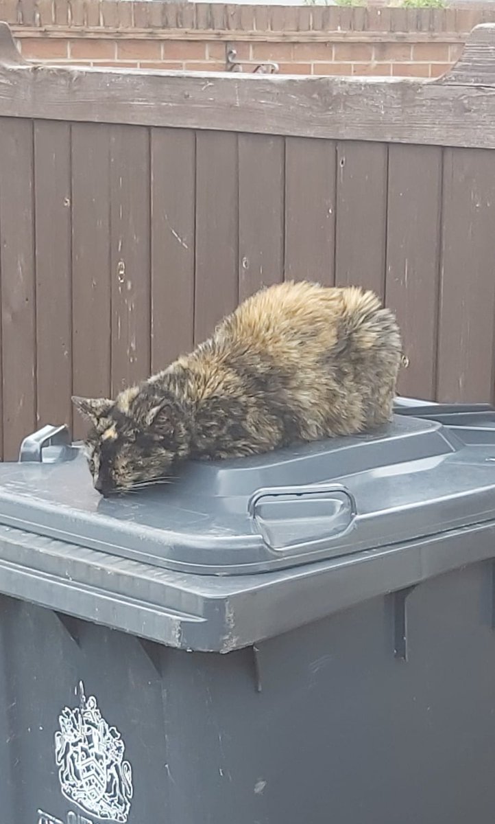 leo181711's tweet photo. Talkng of bins, this is our #Topcat @joelycett #SundayBrunch #BinTalk #SadCat https://t.co/TOUsVzWFhC