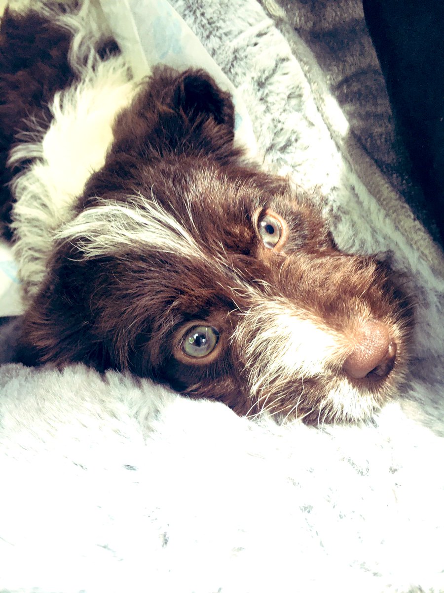 thebasefigures's tweet photo. We would like to introduce to you the newest member of our team; Base Blue (She will be in charge of looking cute) โค๏ธ
#thebasefigures #Sunday https://t.co/0PpHaRYQdR